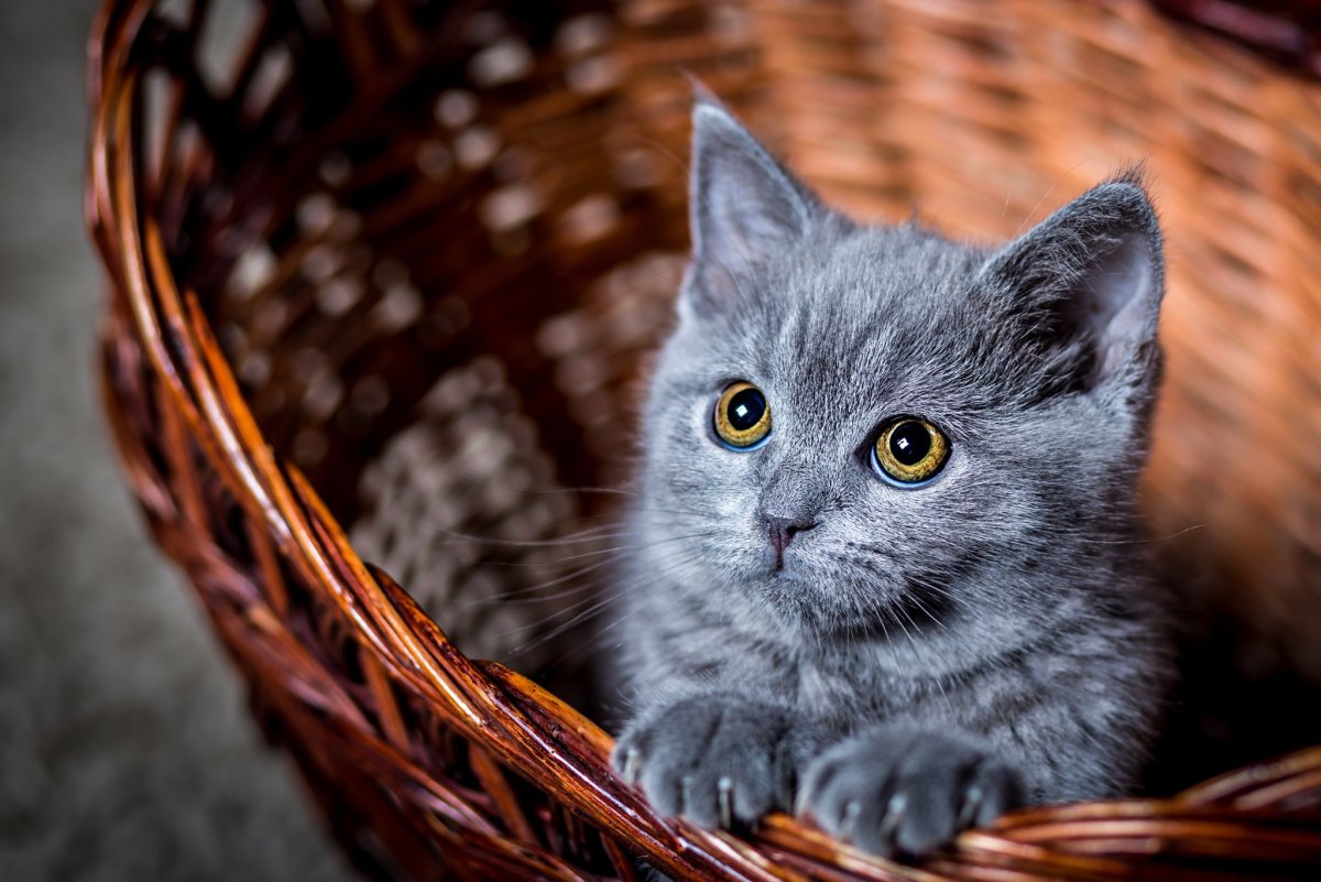Красивые котята