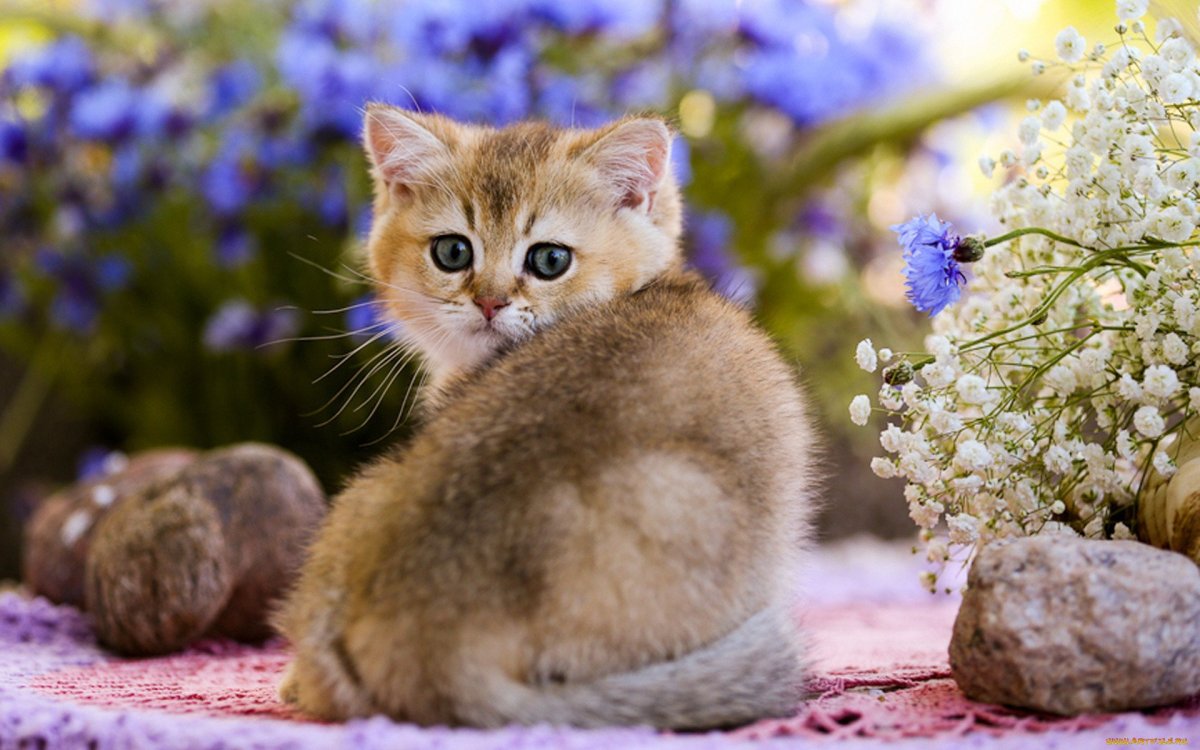 Котёнок с цветком