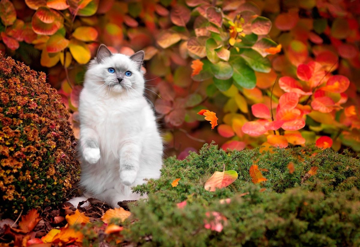 Осенний кот