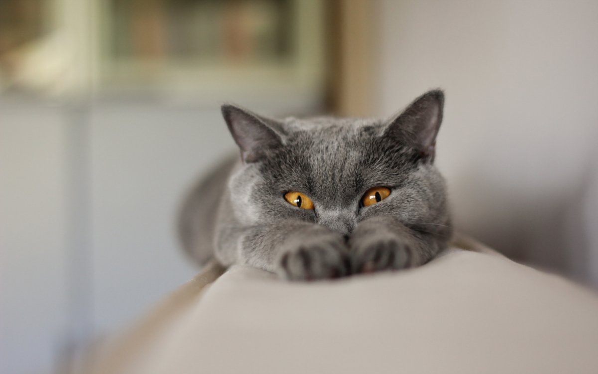 Кот серый
