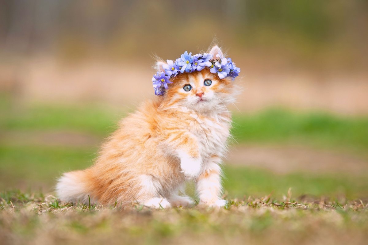 Милые коты