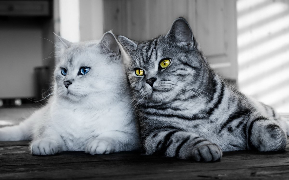 Британский кот белый с серым