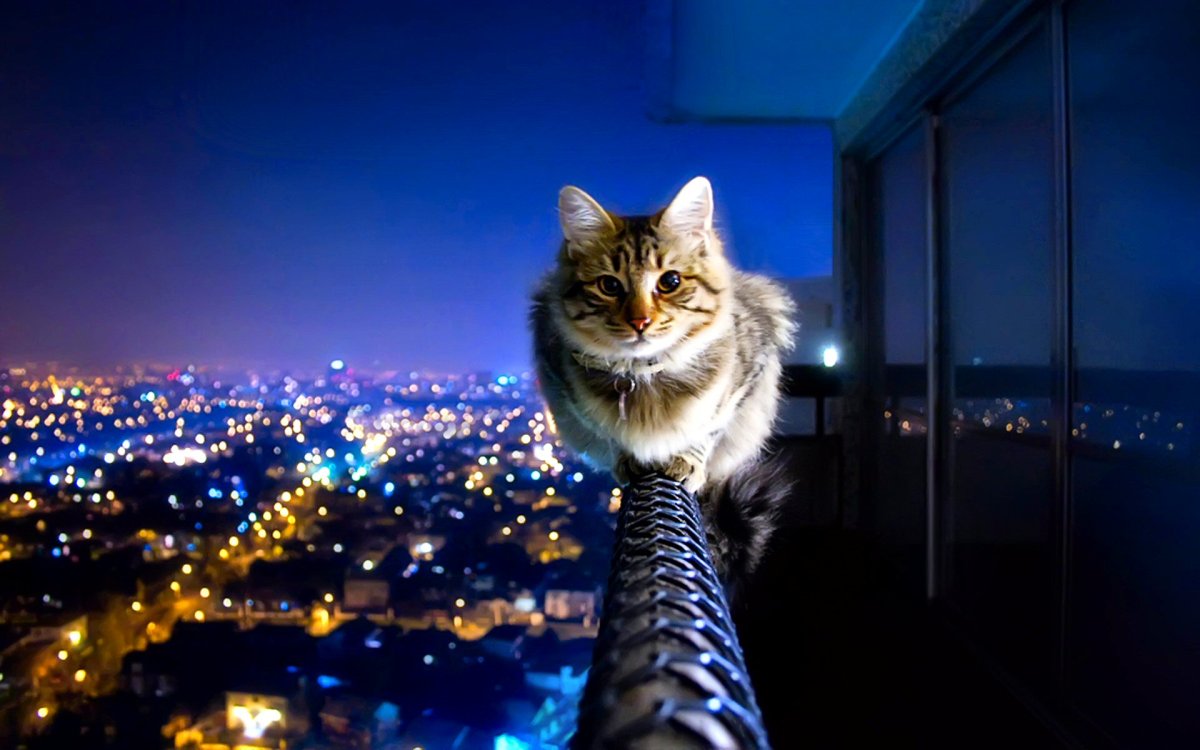 Zxcat