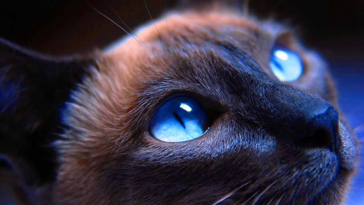 Кошачий глаз