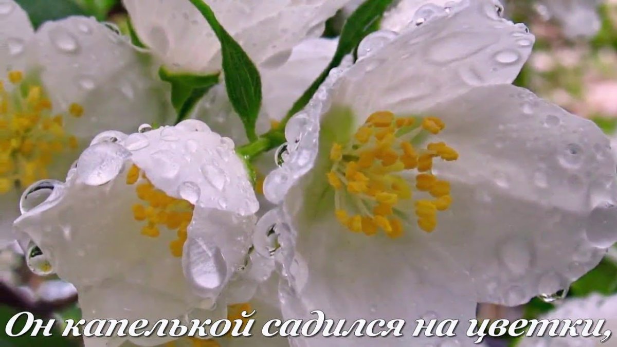 Нежный Жасмин цветок