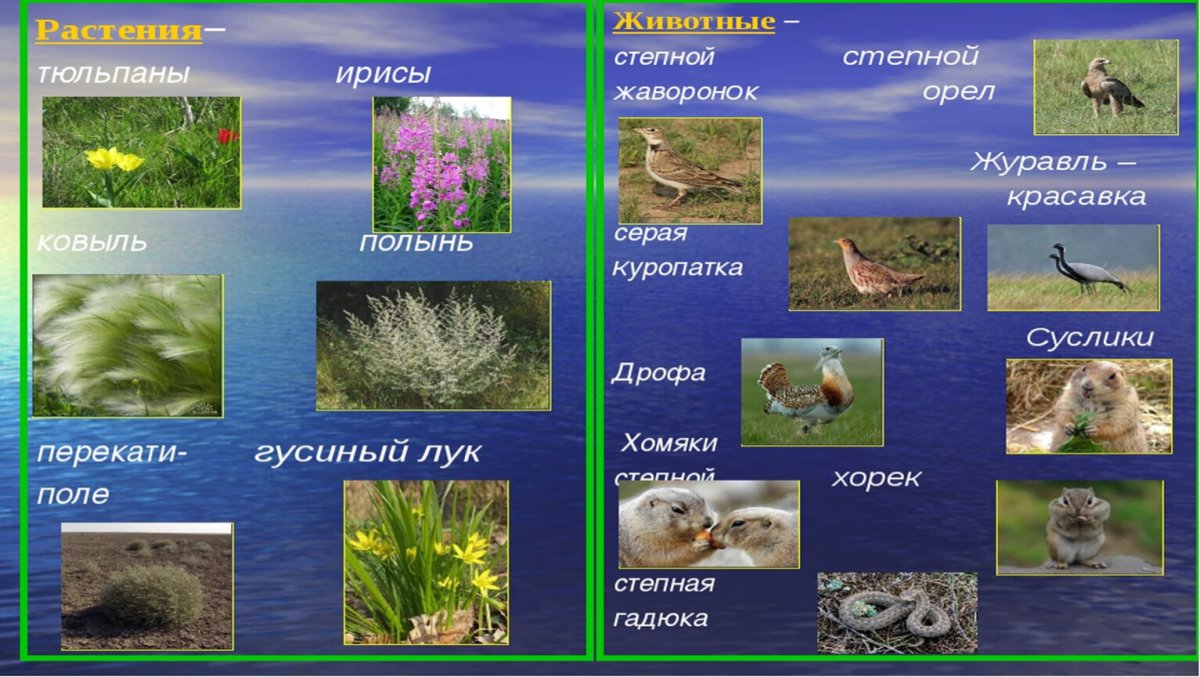 Животныетрастения степи