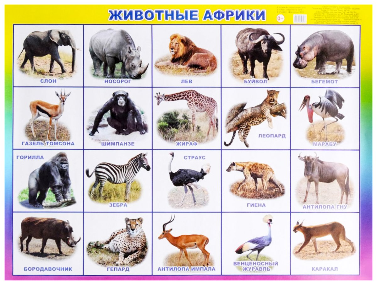 Плакат. Животные Африки
