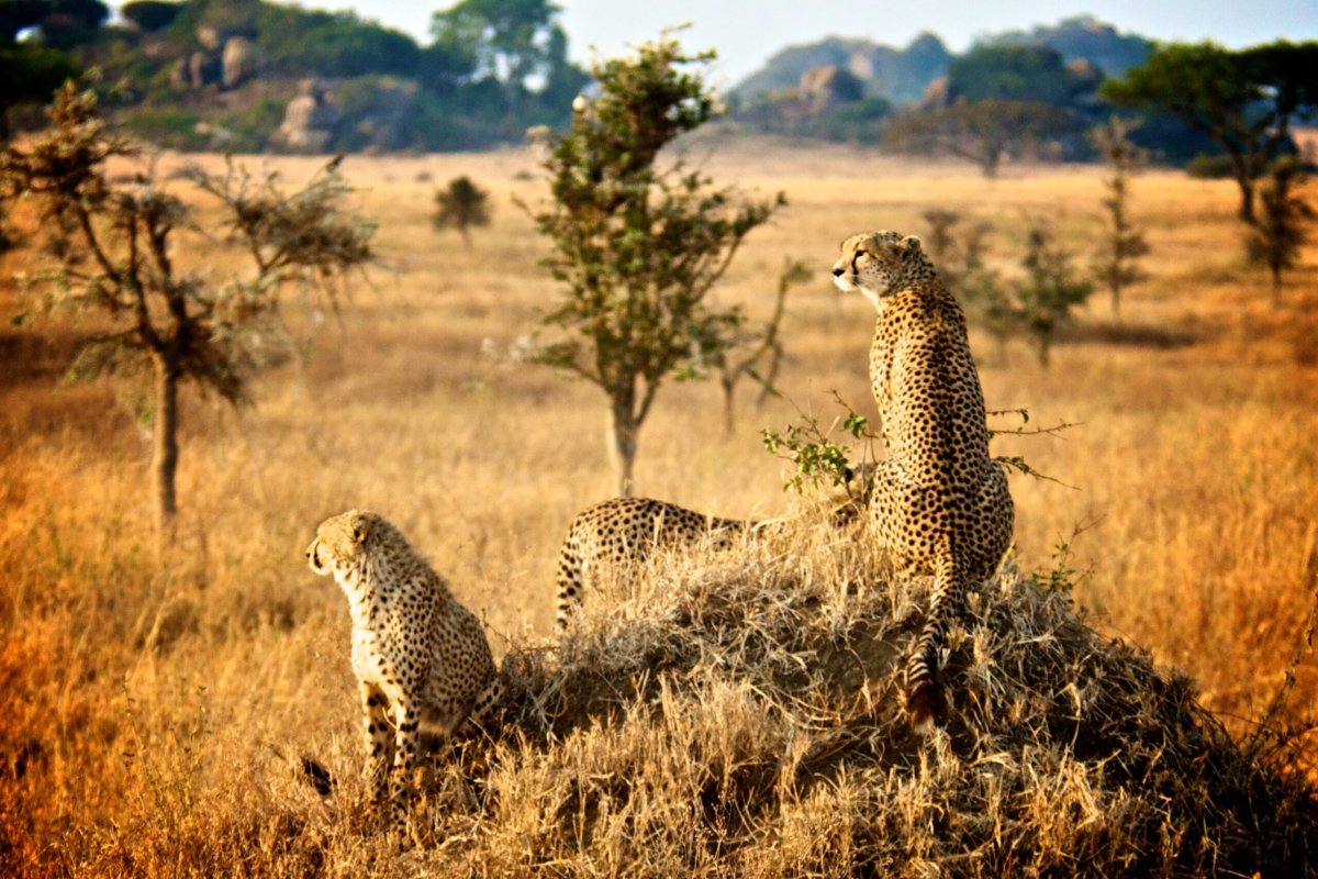 Сафари по национальному парку Serengeti