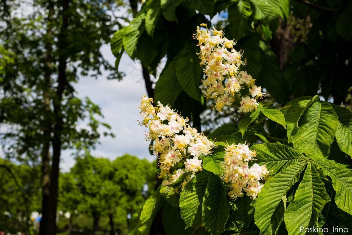 Конский каштан японский (Aesculus turbinata)