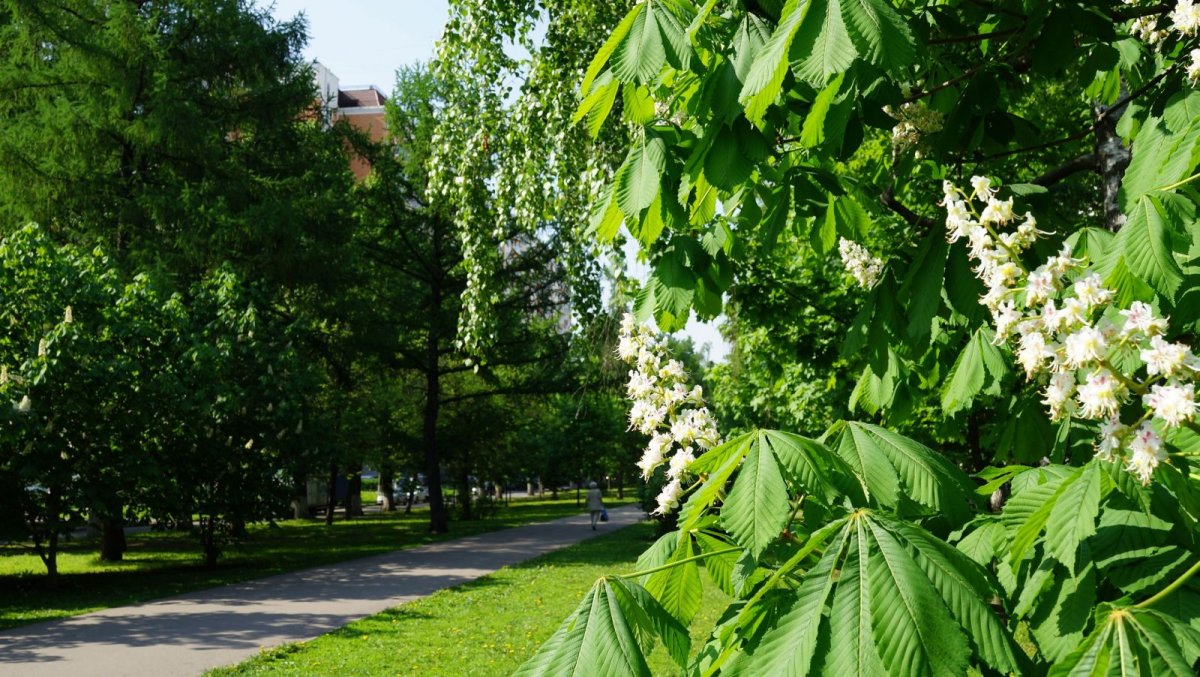 Каштан конский аллея