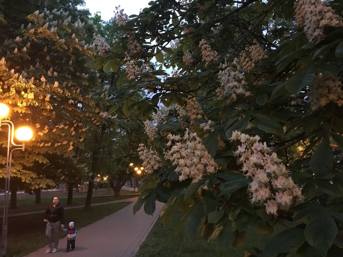 Аллея цветущих каштанов Саратов