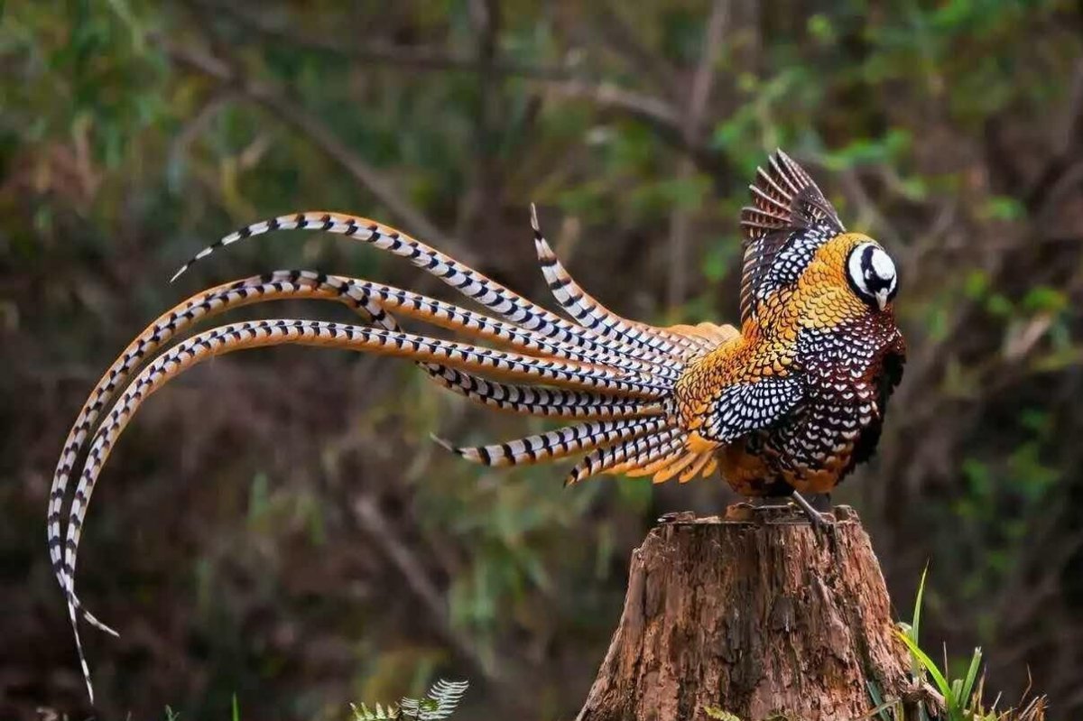 Королевский фазан самка
