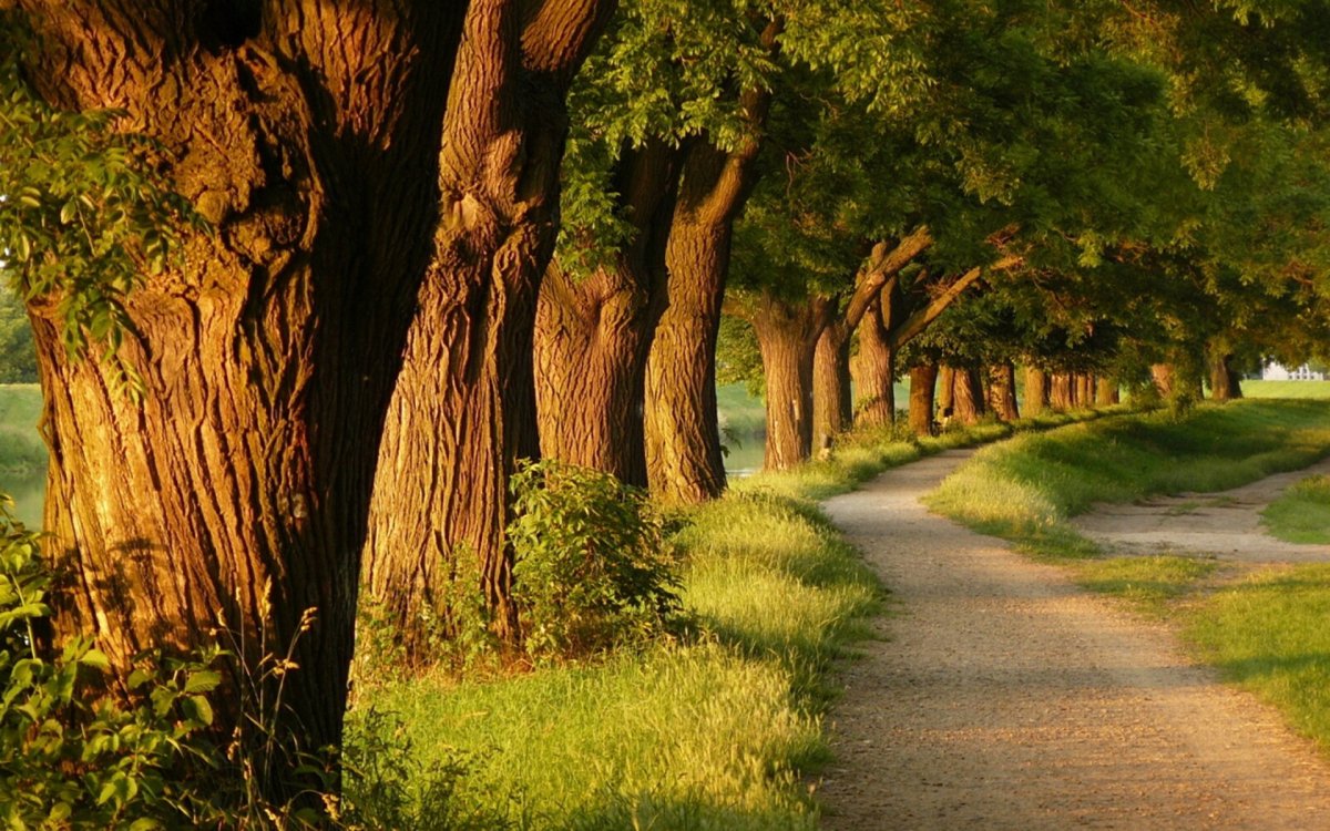 Красивые аллеи из деревьев