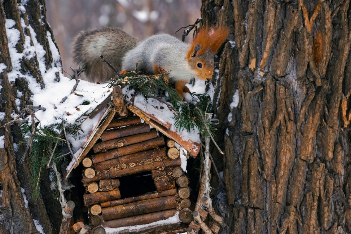 Домик для белочки