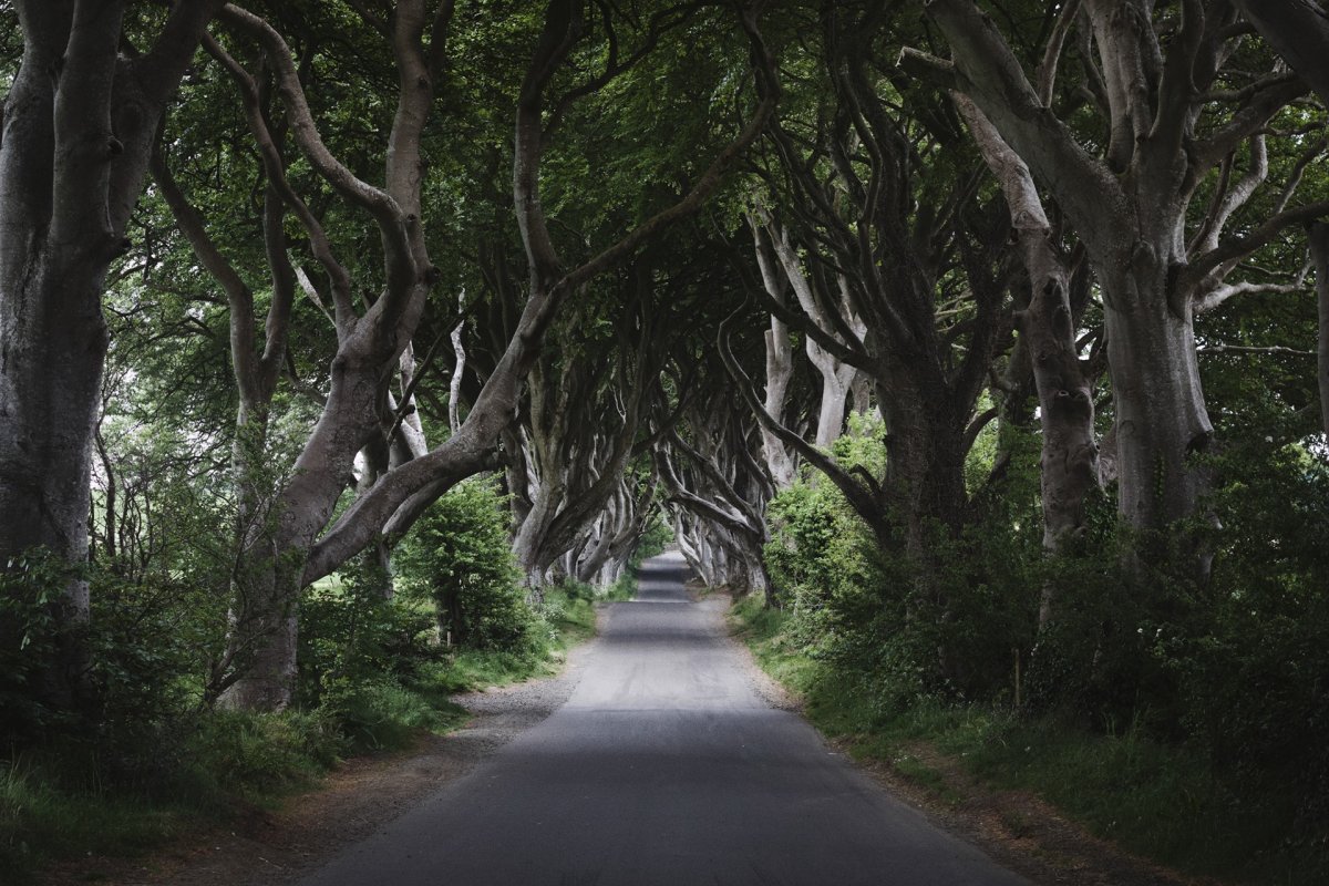 Dark Hedges Indonesia