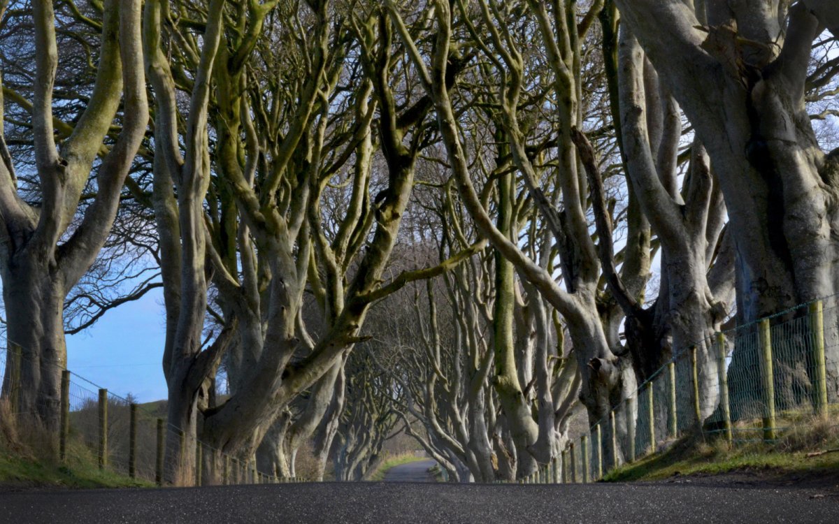 Ireland the Dark Hedges Armoy