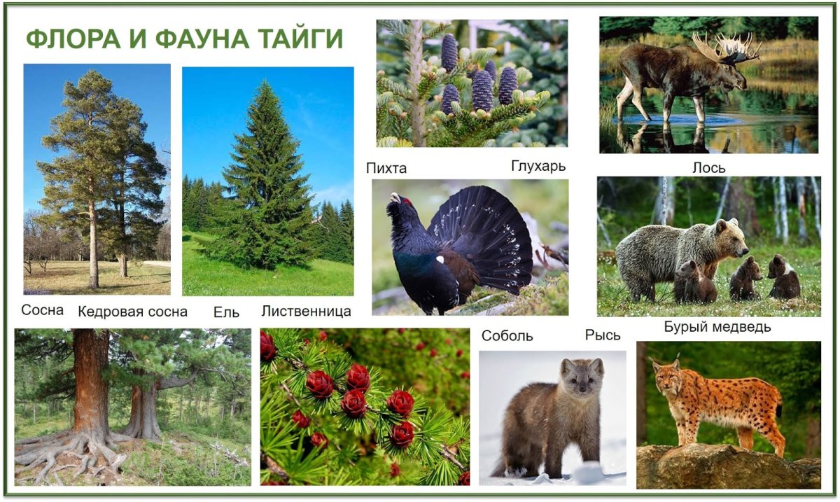 Тайга животные и растения