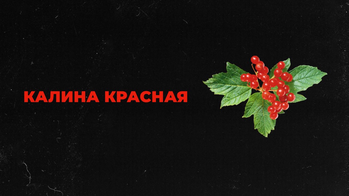 Калина красная лого