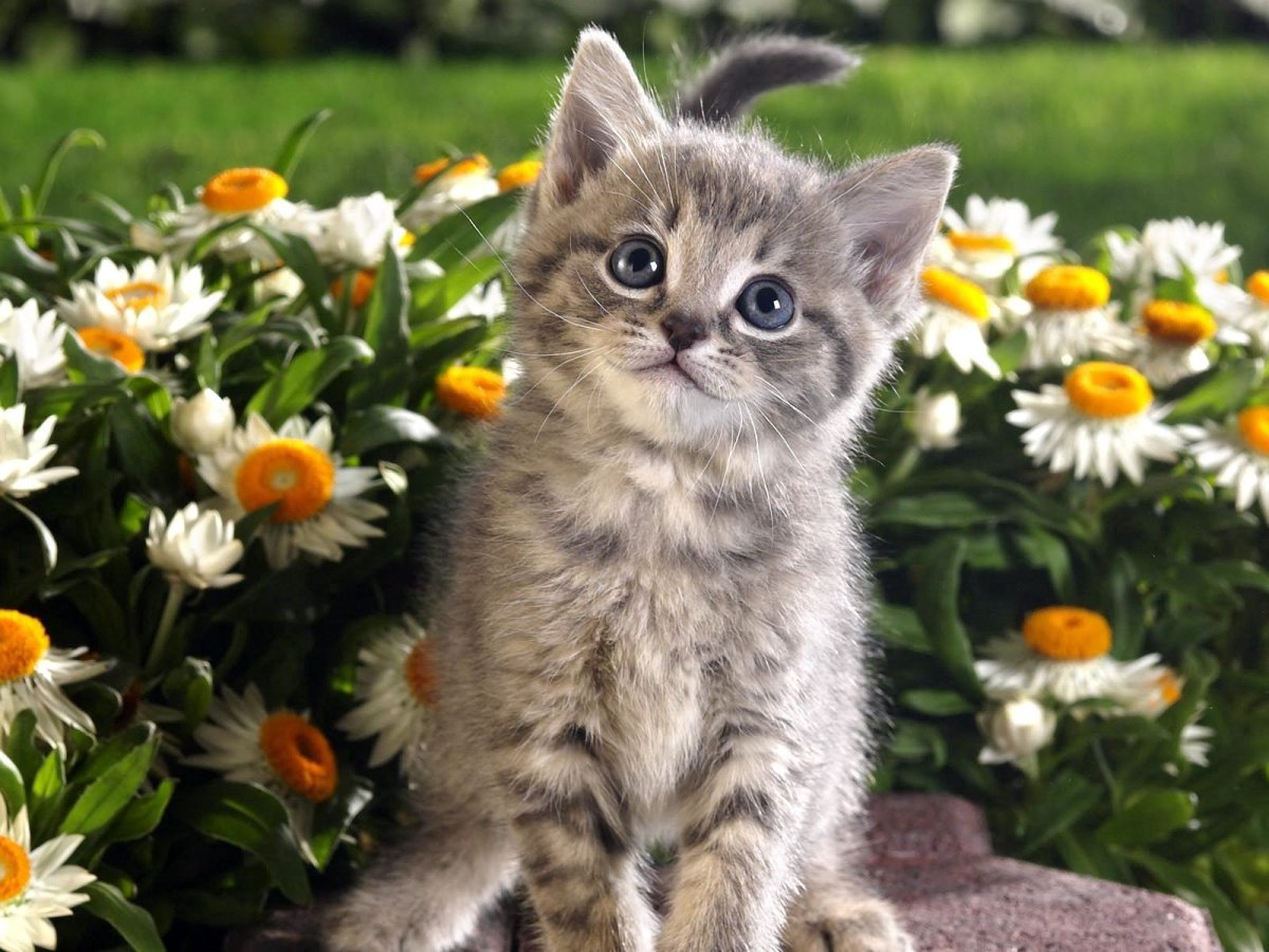 Маленький котенок