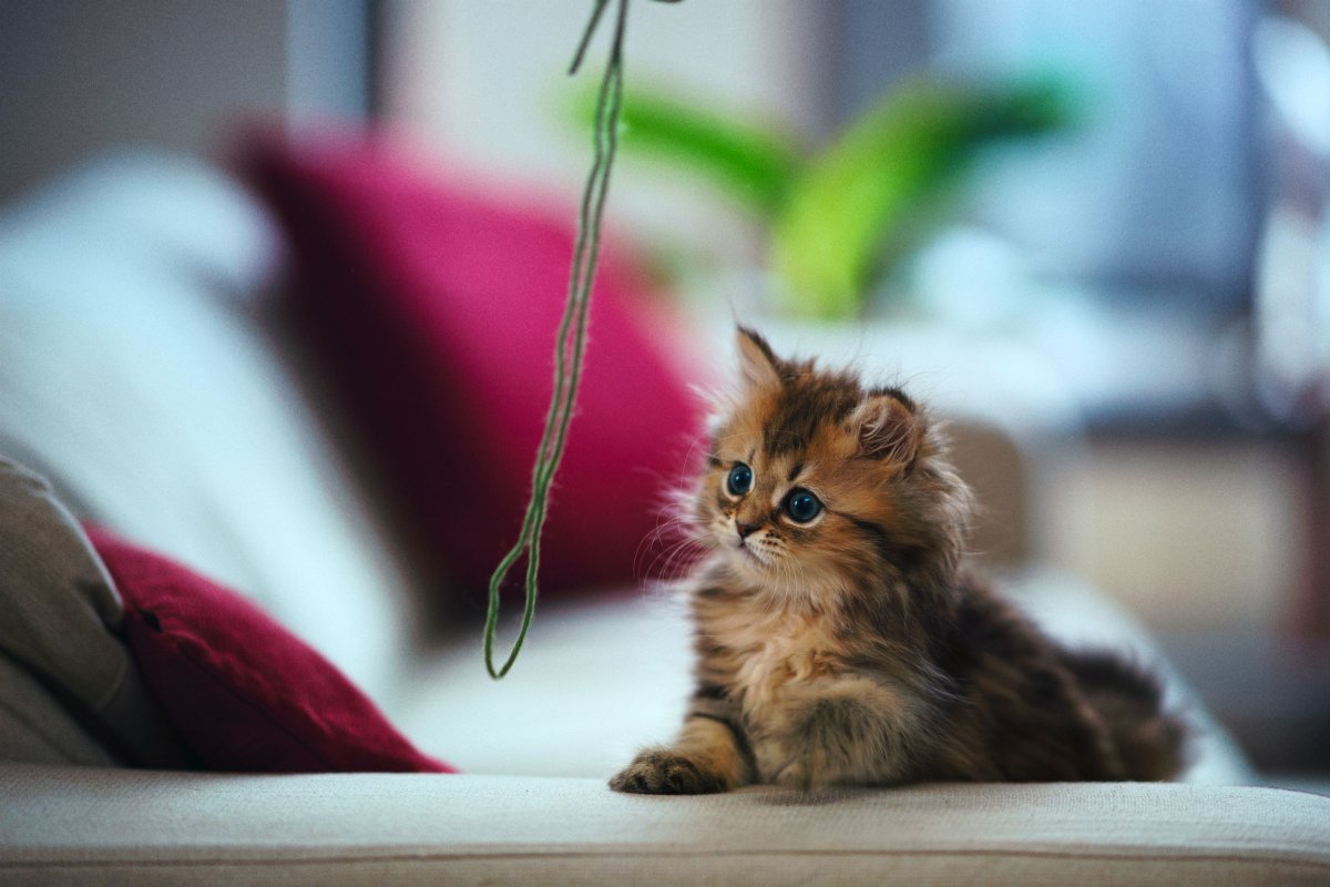 Красивые котята