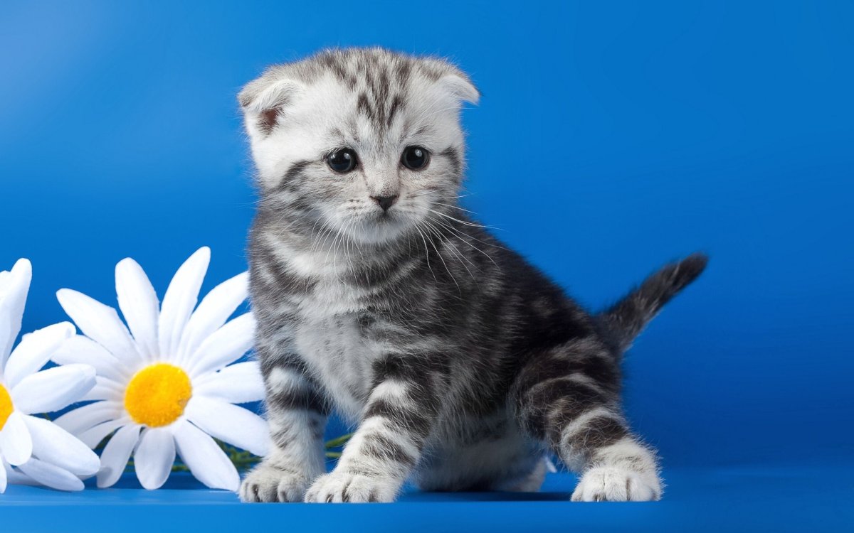 Шотландский вислоухий кот вискас