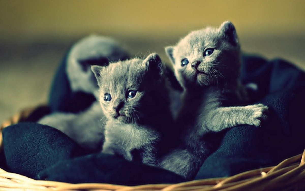 Котята милашки