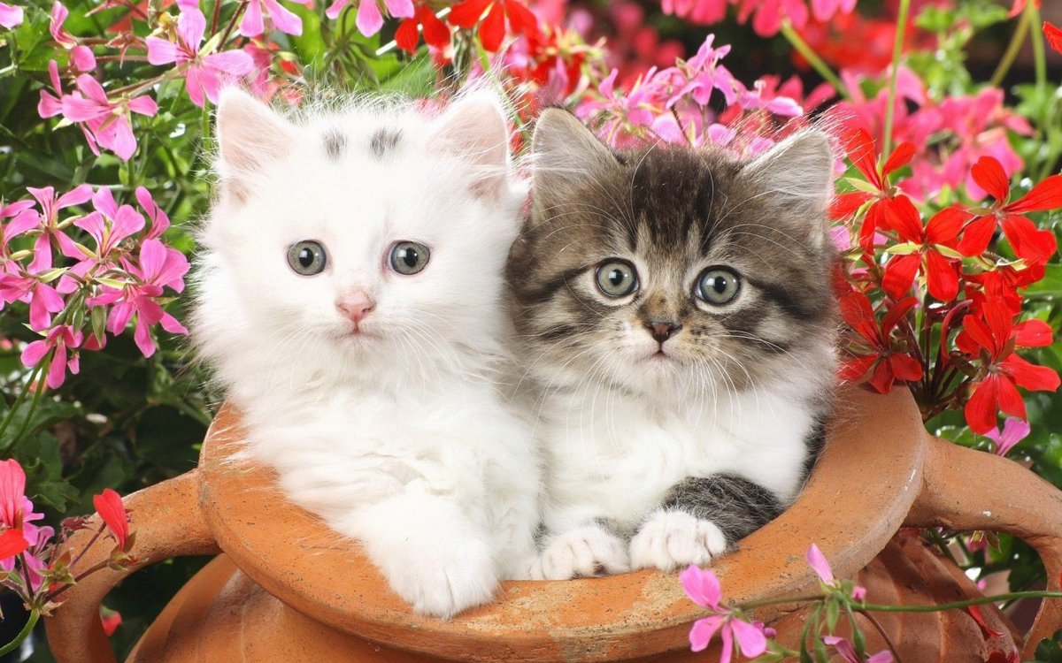 Котенок в цветах