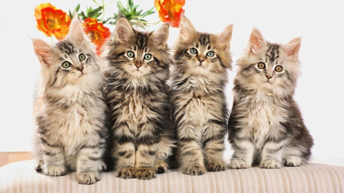 Разные котята