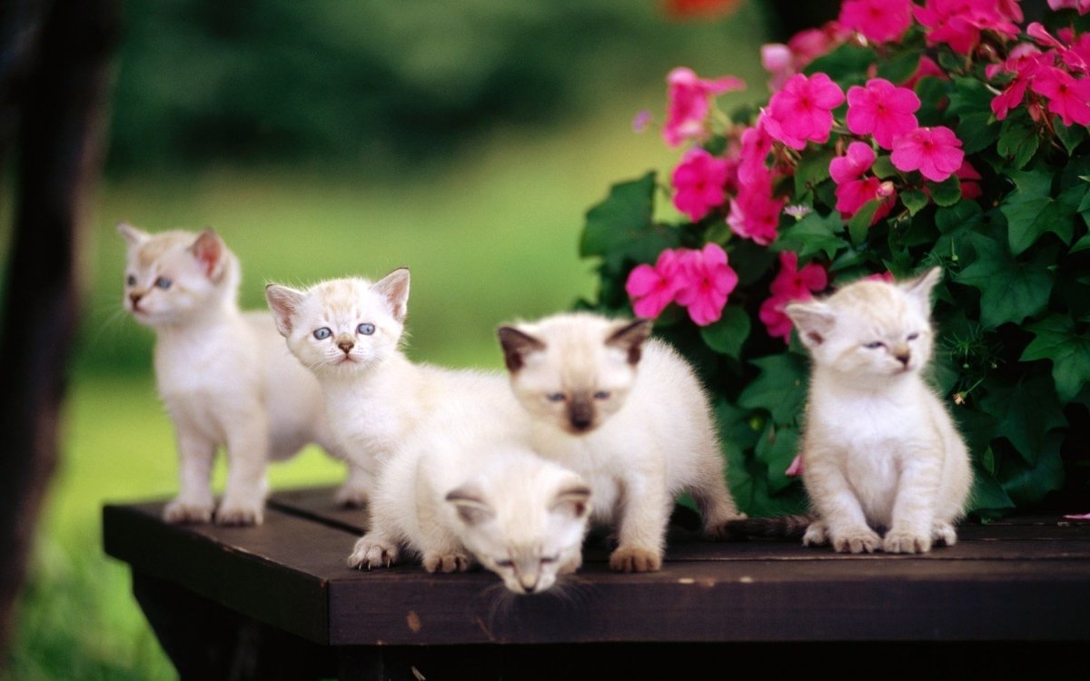 Котята на рабочий стол