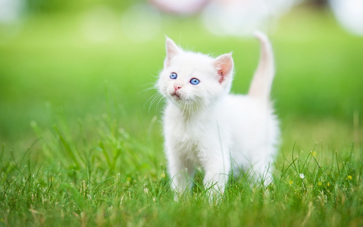 Красивые котята