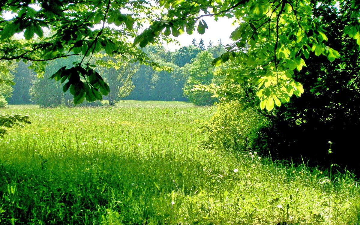 Природа зелень