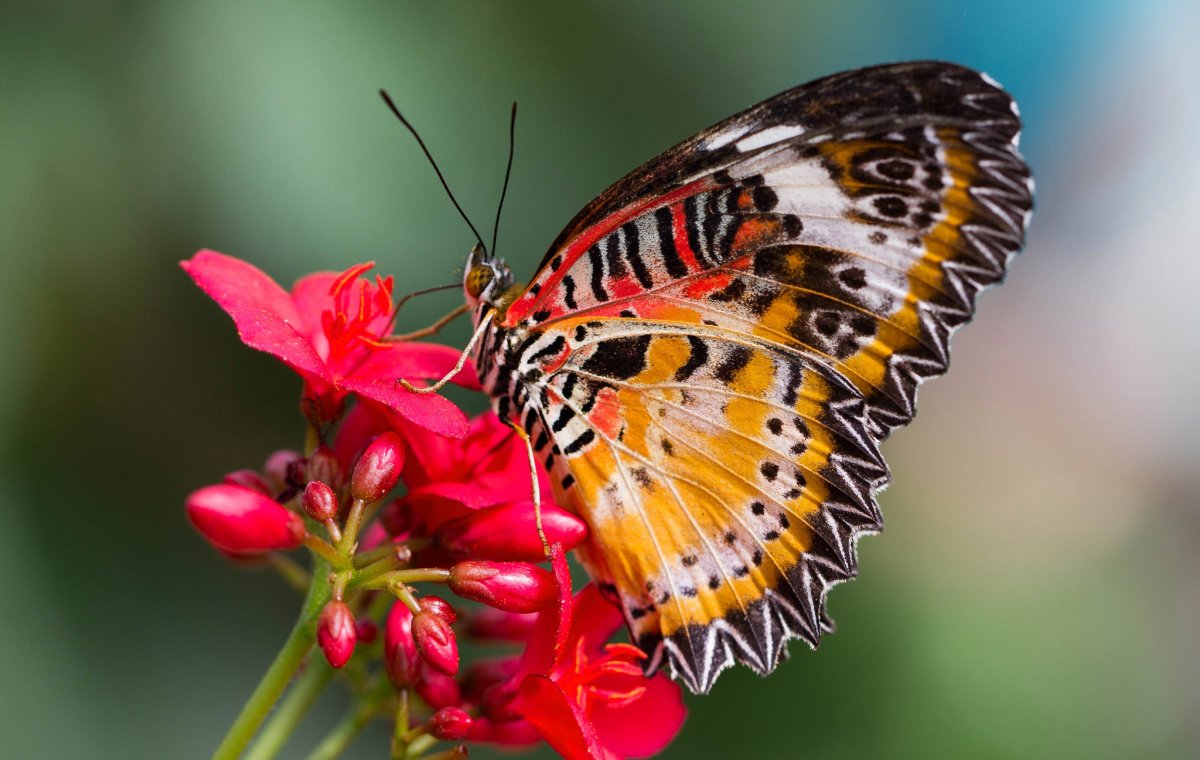 Cethosia hypsea Munjava