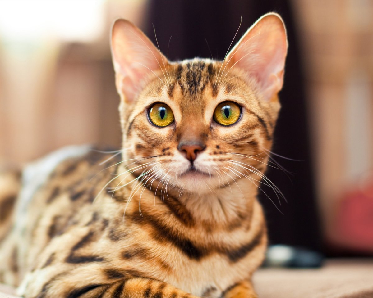 Бенгальский кот