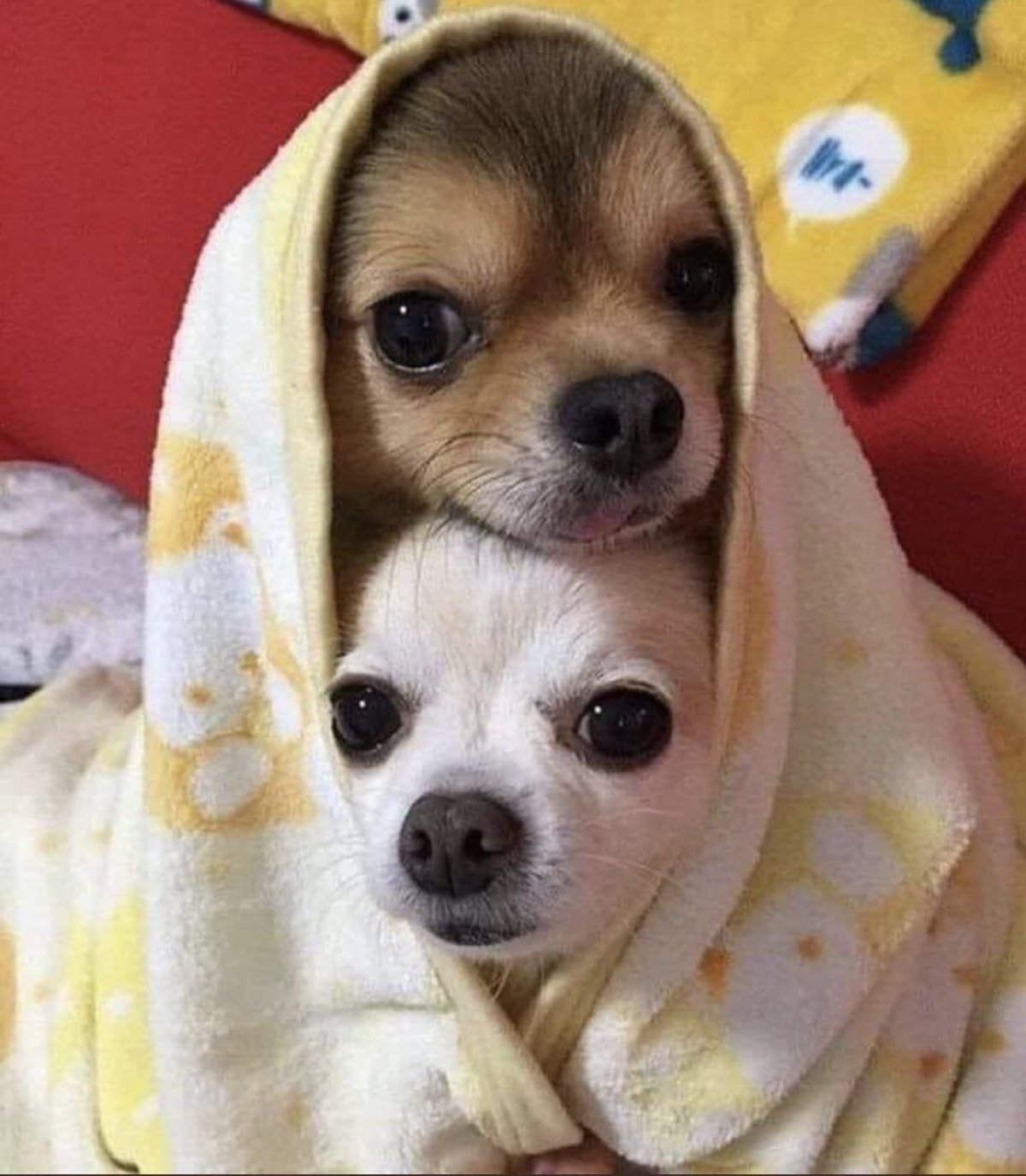 Маленькие милые щенки