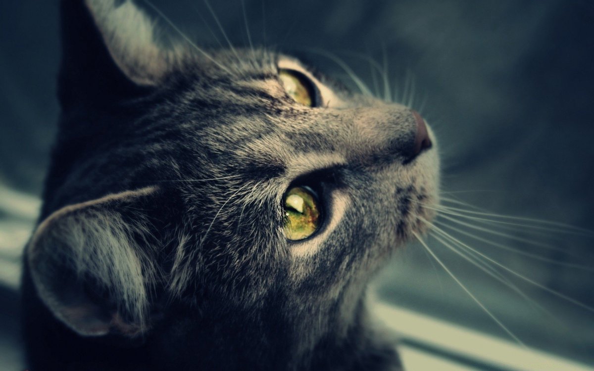 Аватарка кот