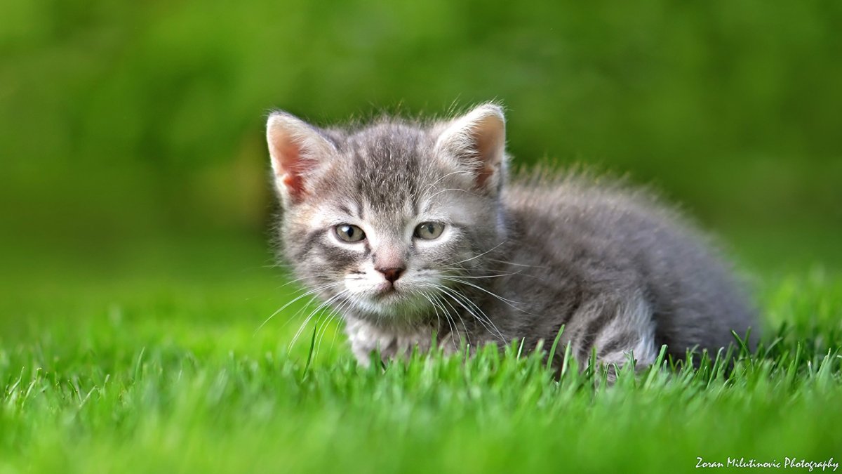 Милые котики