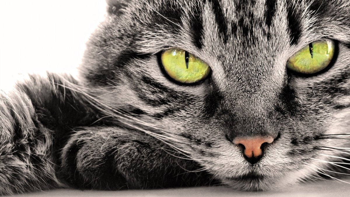 Красивые коты