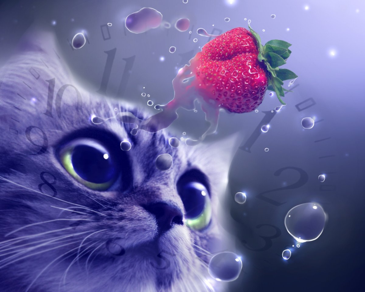 Живые обои с котом