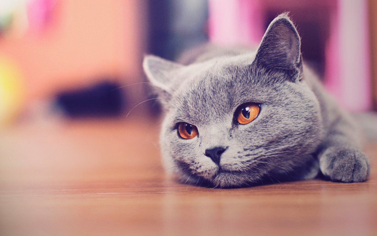 Красивые котики