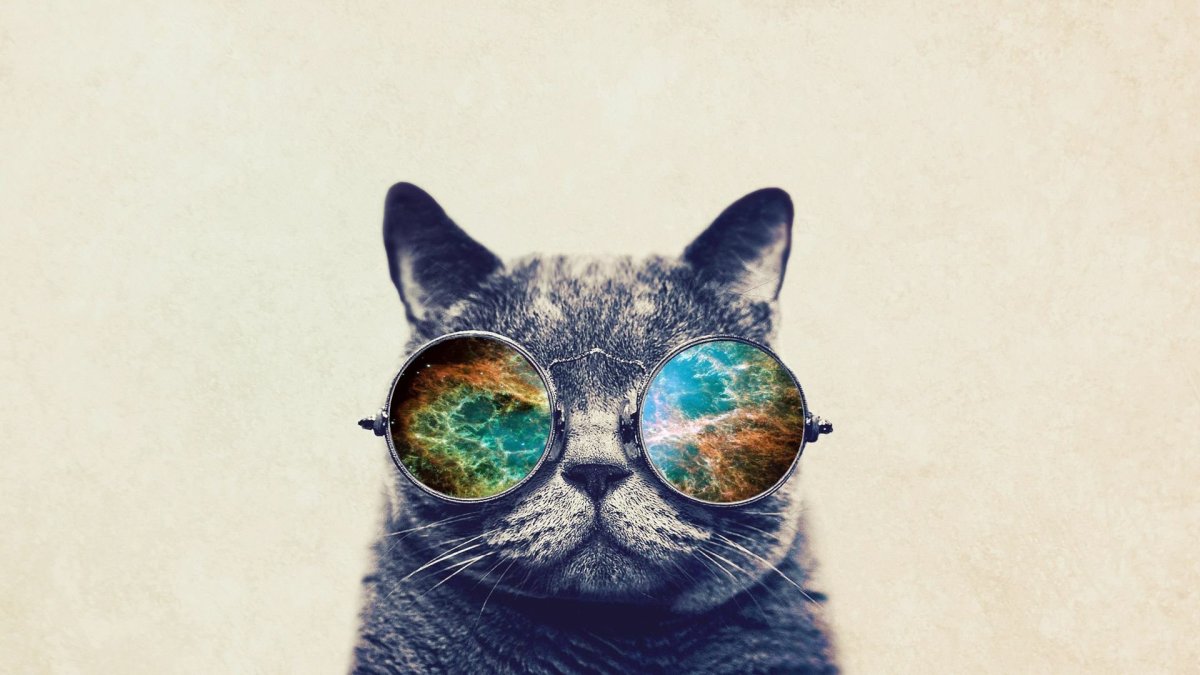 Кот в очках космос