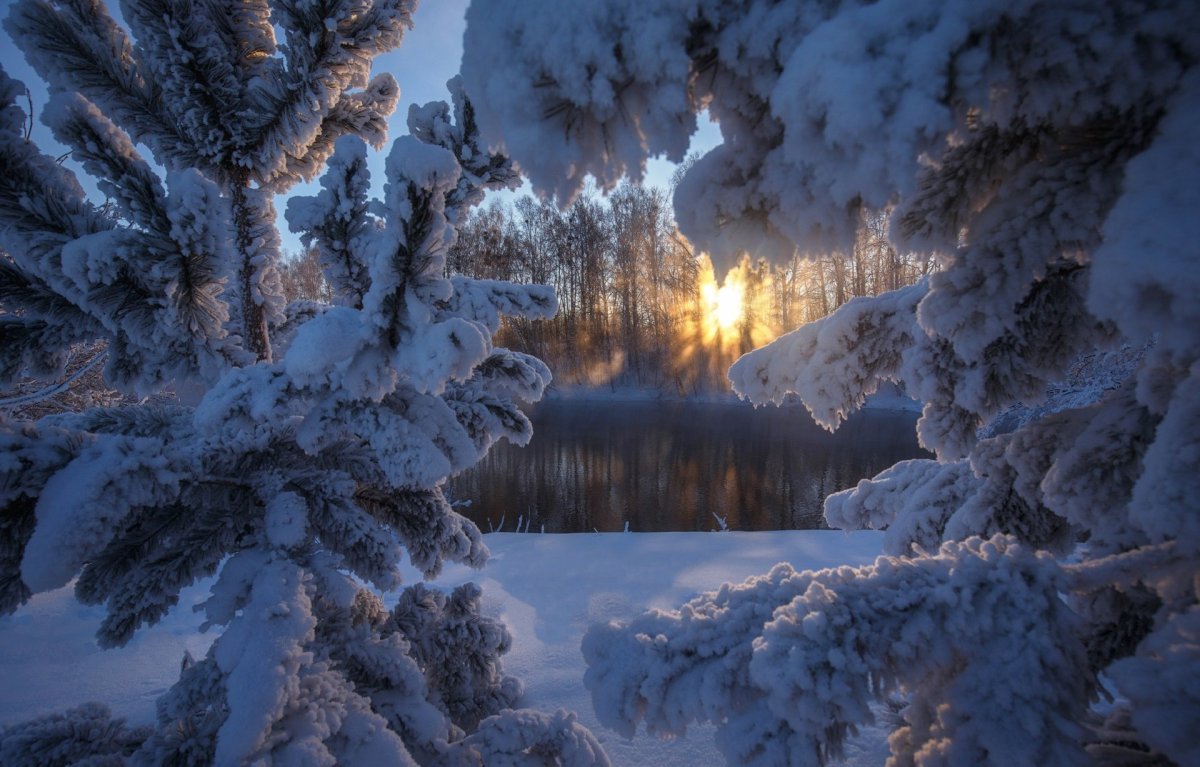 Зимний лес