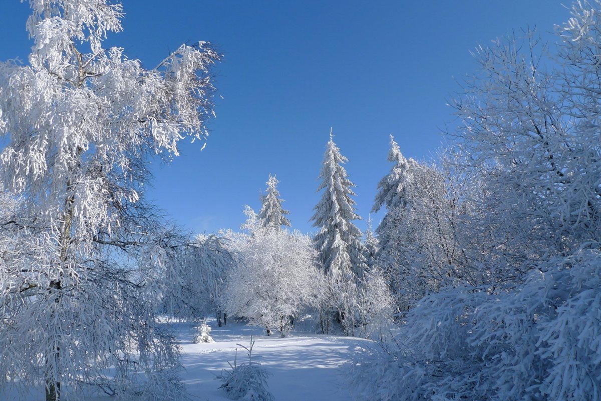 Зимняя природа