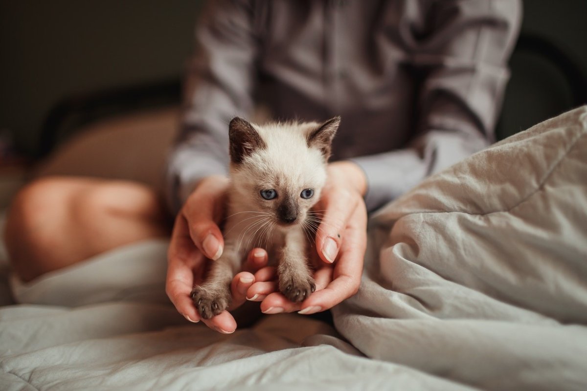 Почему котенок называется котенком