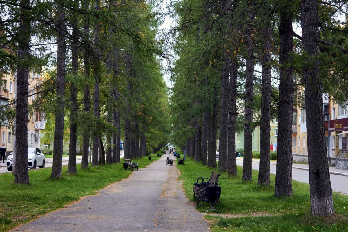 Лиственничная аллея