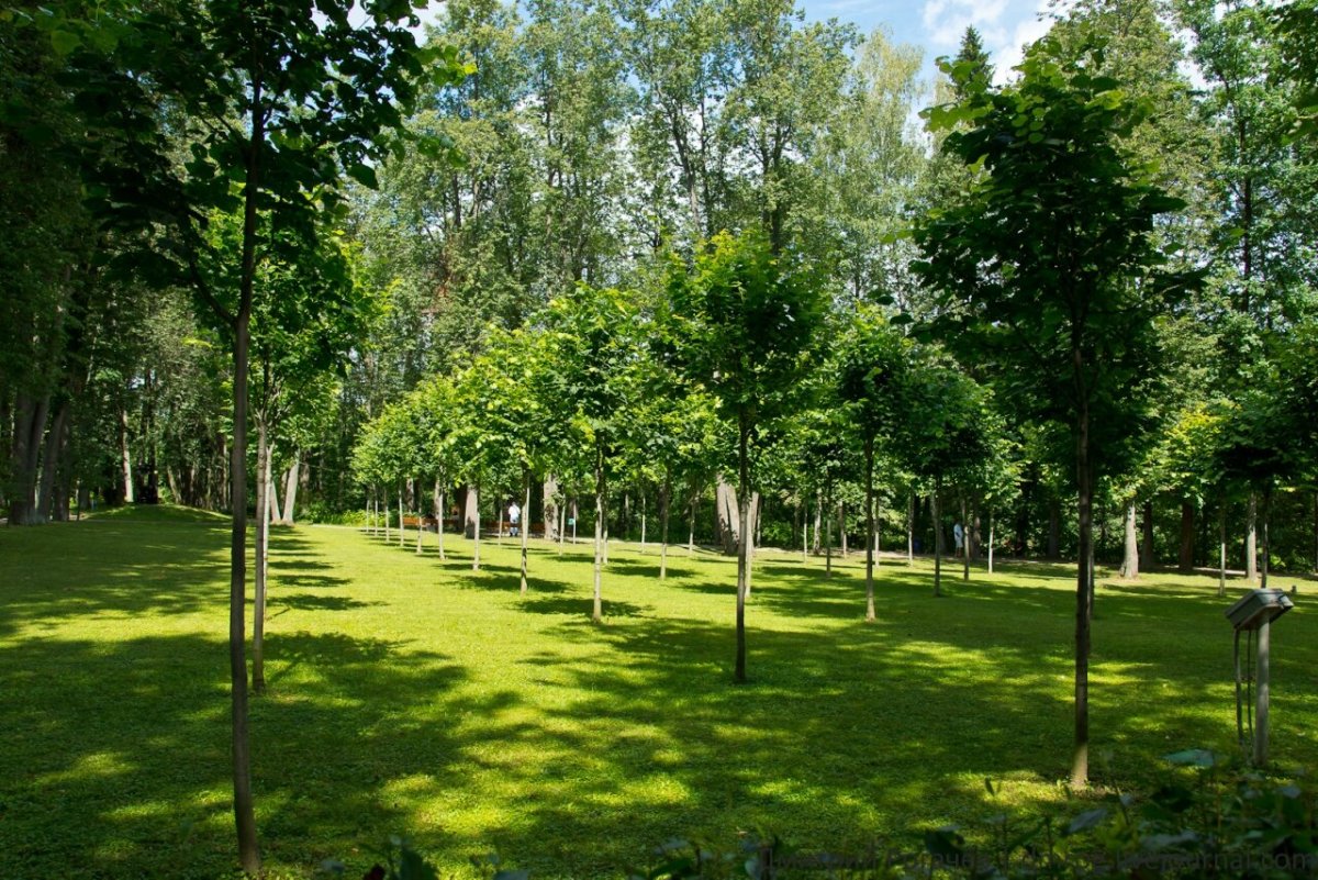 Роща Кенконс