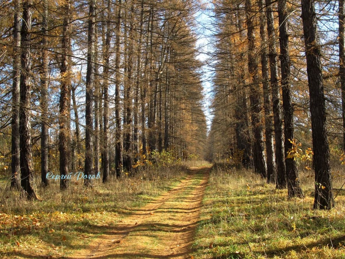 Лиственничная аллея в Сенницах