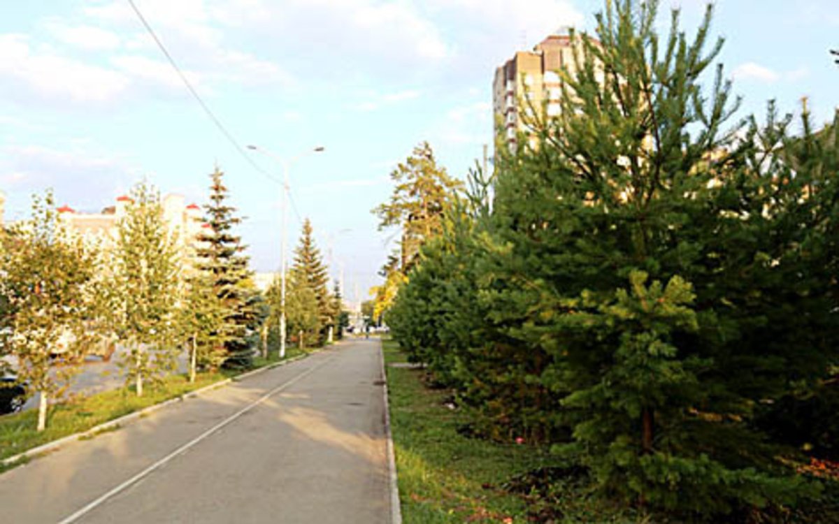 Сосна в городе