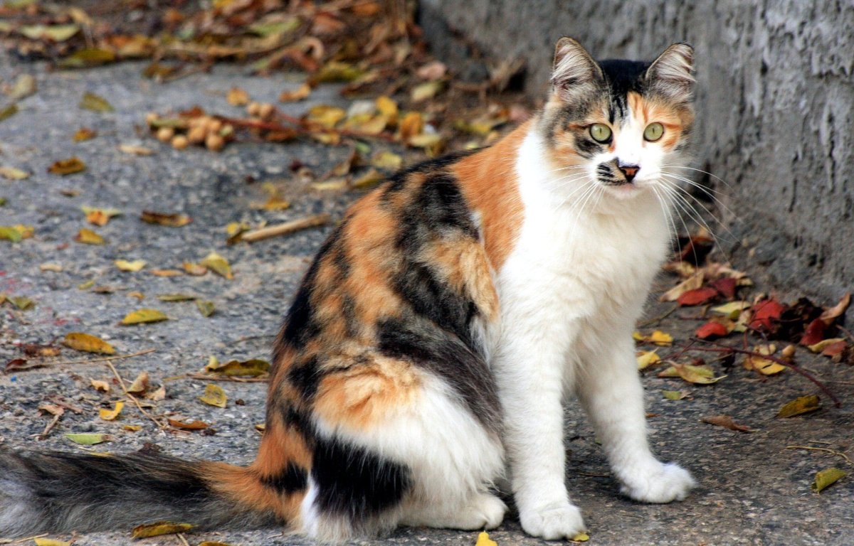 Сибирская кошка трехцветная короткошерстная