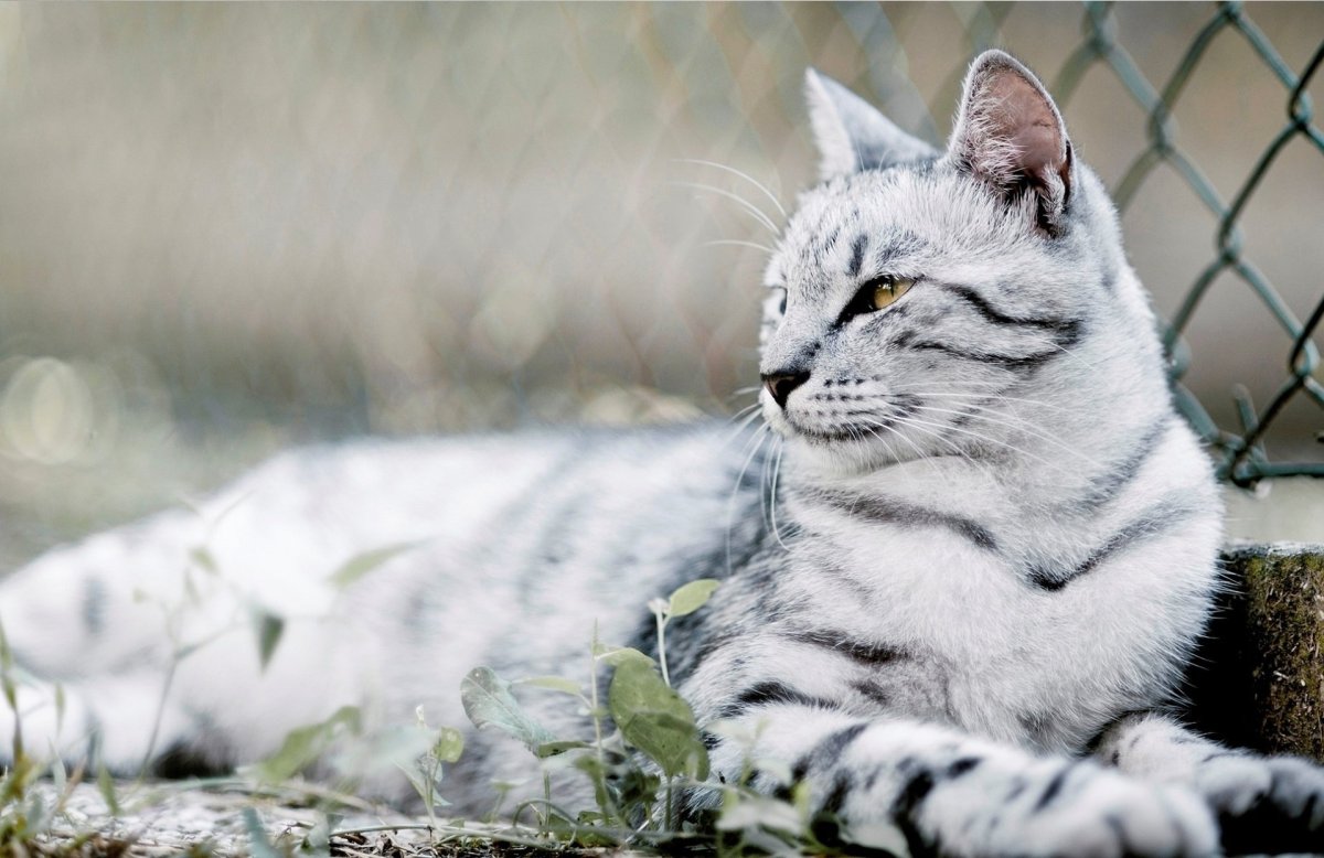 Тайгер серая кошка