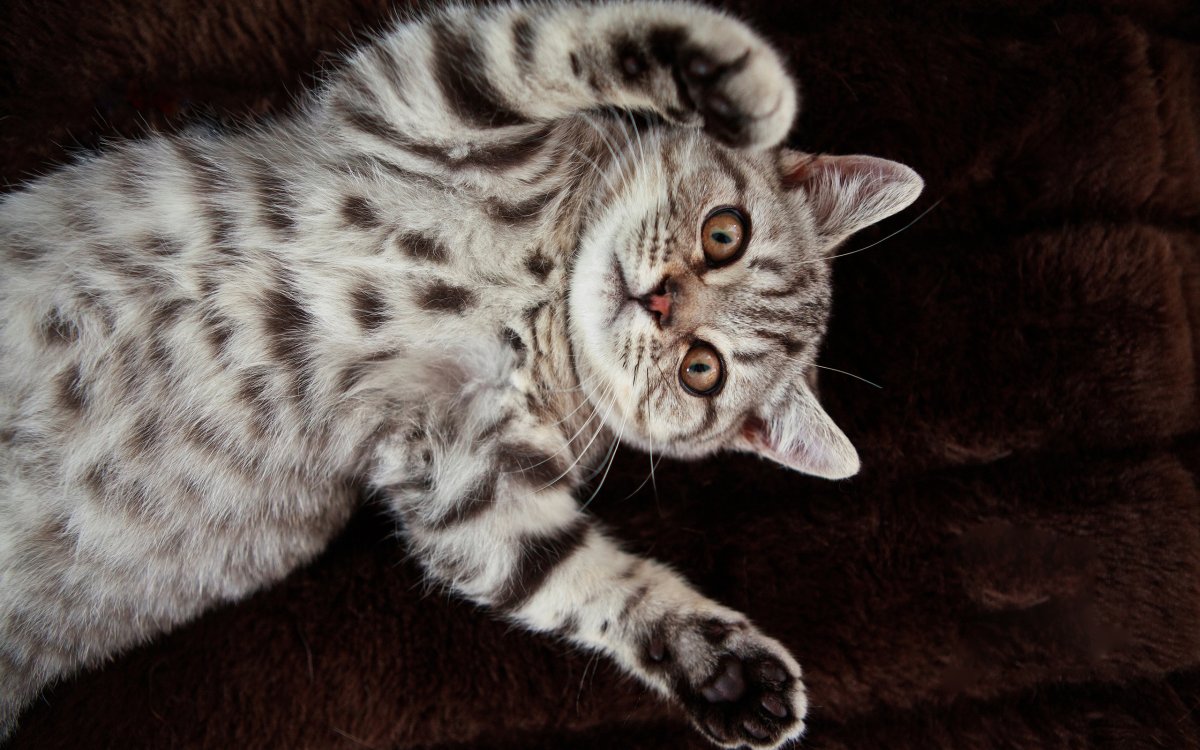 Бенгальская Британская кошка